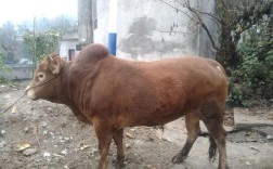 黄牛新品种有哪些？