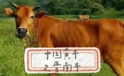 中国哪些牛品种肉质最好？