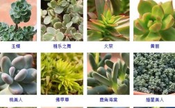哪些多肉算普通常见品种？