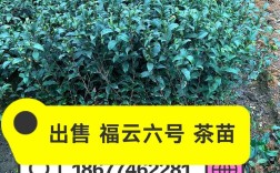 福云6号的品种特征特性