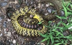 菜花蛇养殖技术视频怎么学？