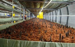 稻草如何高效栽培香菇？