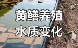 黄鳝泥鳅混养咋管理？关键技巧有哪些？