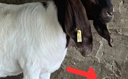 哪种山羊品种目前最受欢迎？