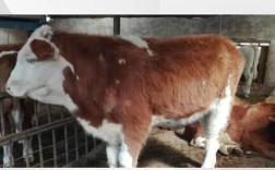 牛的养殖技术迅雷下载资源可靠吗？