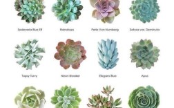 肉肉植物最贵品种是哪个？