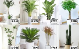 室内花卉品种大全，哪些好养又适合新手？