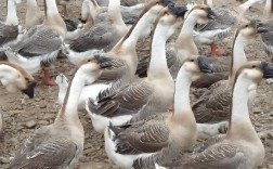 白狮头鹅养殖技术视频怎么学？