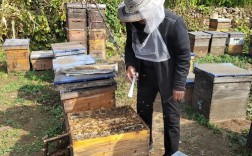 人工育蜂技术要点有哪些？