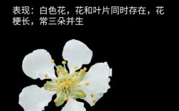 不开花时，樱花品种如何分辨？