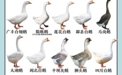 养鹅都是什么品种好啊