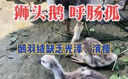 鹅的39项养殖技术有哪些关键要点？