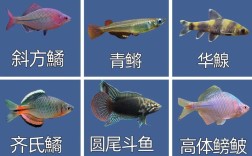 哪些淡水鱼适合特种养殖？