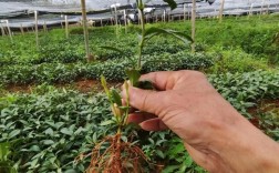 草珊瑚种子育苗技术要点有哪些？