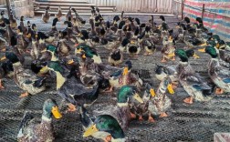 网上肉鸭养殖技术视频，能快速学会养鸭吗？