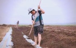 大平三号蚯蚓养殖技术怎么掌握？