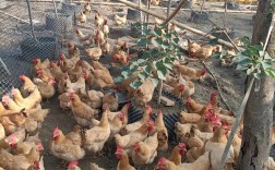 农村养殖选什么品种最合适？