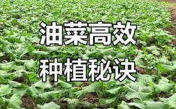油菜的种植技术教程全集