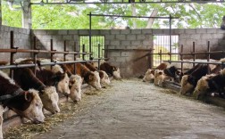 哪里能免费下载养牛技术视频？