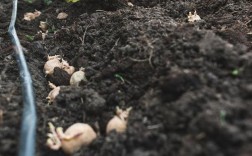 马铃薯栽培新技术视频有哪些要点？