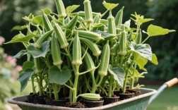 水果秋葵栽培技术视频