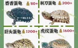 2025年石龟苗价格会涨还是跌？