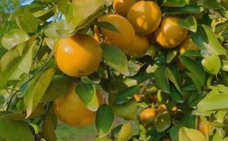 最贵的柑橘品种是哪个？