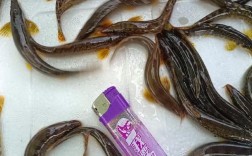 泥鳅今日批发价多少钱？