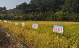 品种比较试验究竟测什么？