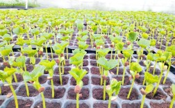 露地苦瓜育苗技术视频，育苗步骤有哪些？