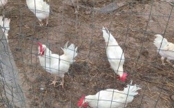 白羽肉鸡养殖技术培训要点有哪些？