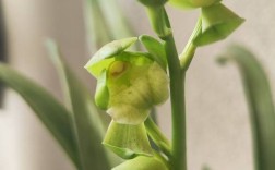 墨兰哪个品种开绿色花？