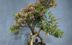 哪些樱桃品种适合盆栽养护？