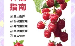 树莓种植技术视频讲座有哪些要点？