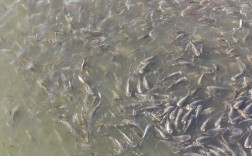 鲤鱼成鱼养殖技术有哪些关键点？