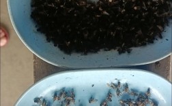 野生苍蝇养殖技术视频