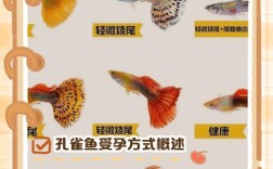 孔雀鱼如何繁殖出优质品种？