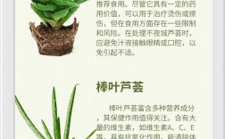 芦荟品种有哪些？附图片看图识种。