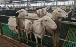 湖羊养殖技术有哪些关键要点？