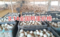 2025今日鸭蛋价格多少钱一斤？
