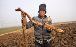 旱地莲藕怎么种？视频教你技术！