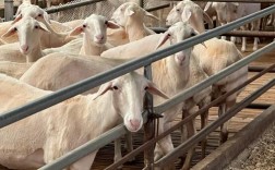 湖羊养殖技术视频，关键点在哪？