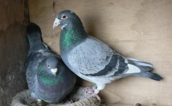 肉鸽怎么养？这套养殖技术培训教材能帮到你吗？