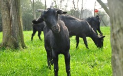 湖南最大山羊品种是哪个？