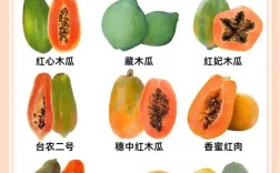哪种木瓜品种能吃？