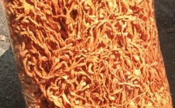 人工培植虫草产地技术有何突破？