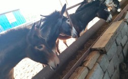 2025肉驴价格市斤多少钱一斤？