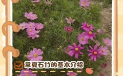 常夏石竹移栽定植有何关键技术？