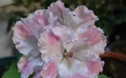 大花天竺葵有哪些主要品种？