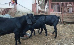 全国市场最大羊品种是哪个？